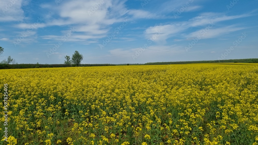 Rapeseed flower field