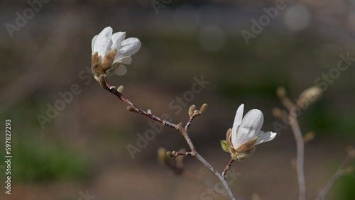 The magnolia with white flakes during the spring.  