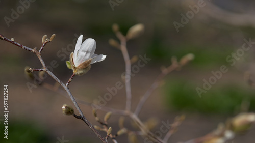 The magnolia with white flakes during the spring.  