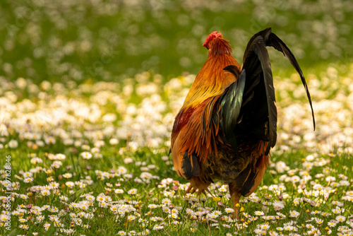 Walking Rooster  photo