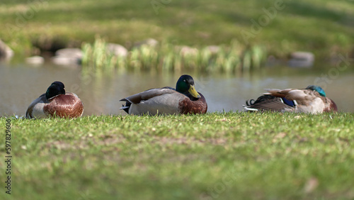 Ducks by the water on the green grass.