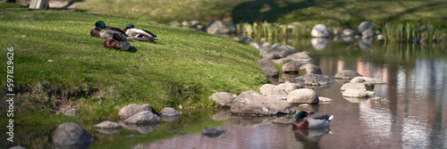Ducks by the water on the green grass.