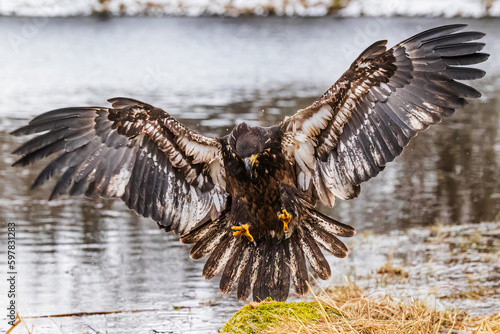 young bald eagle (Haliaeetus leucocephalus) lands in the water