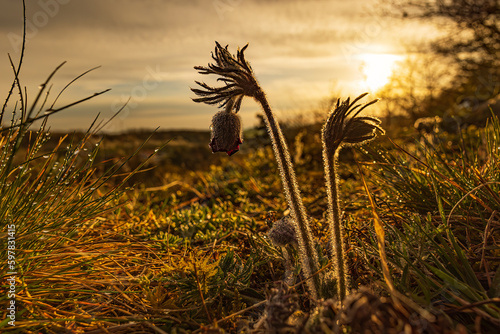 wild Pulsatilla pratensis (Anemone pratensis) the small pasque flowerin the sunrise photo