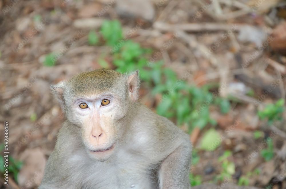 A monkey living in nature A monkey living in nature