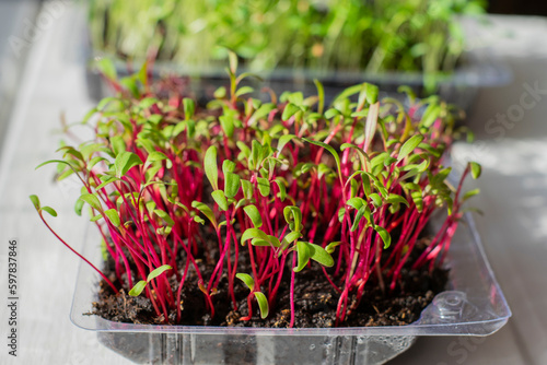 Beetroot sprouts close-up, soft focus. Growing microgreens on the windowsill, superfood, healthy food.