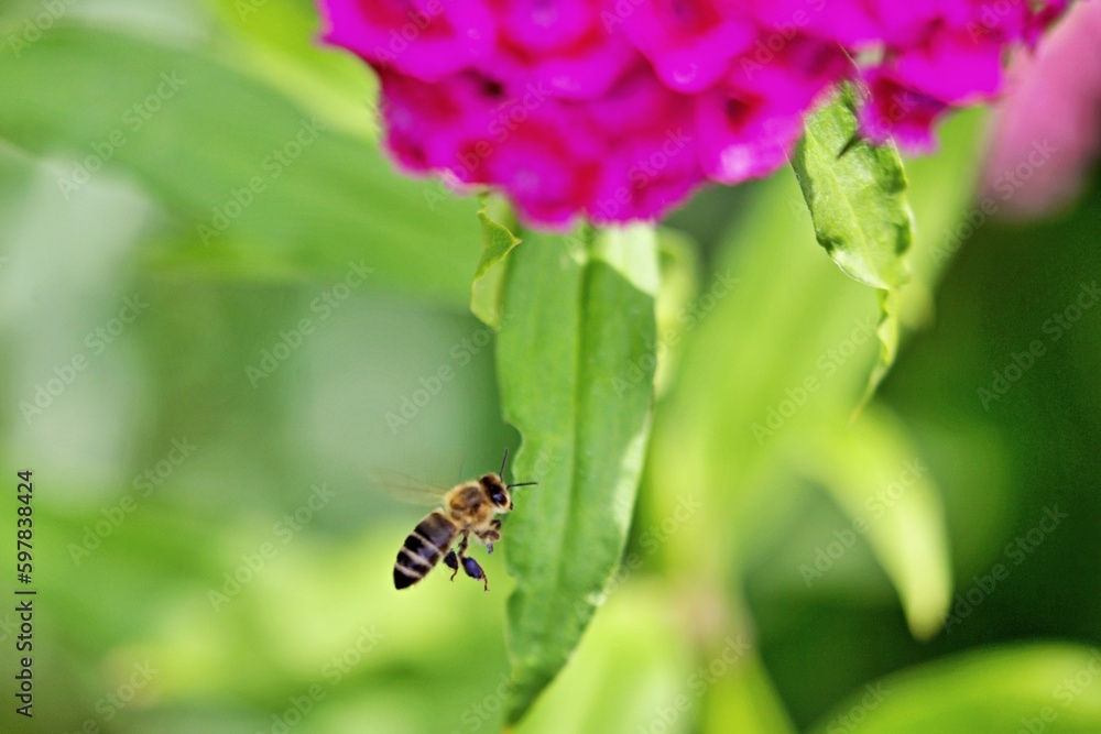 Biene bei der Arbeit Biene bei der Arbeit