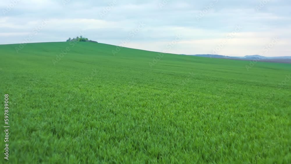 Black Sea Grain Initiative. Close up low flight of endless green agricultural field on cloudy evening. Drone flying over wheat field harvest crops in the Ukraine countryside. Black Sea Grain Initiative. Close up low flight of endless green agricultural field on cloudy evening. Drone flying over wheat field harvest crops in the Ukraine countryside.