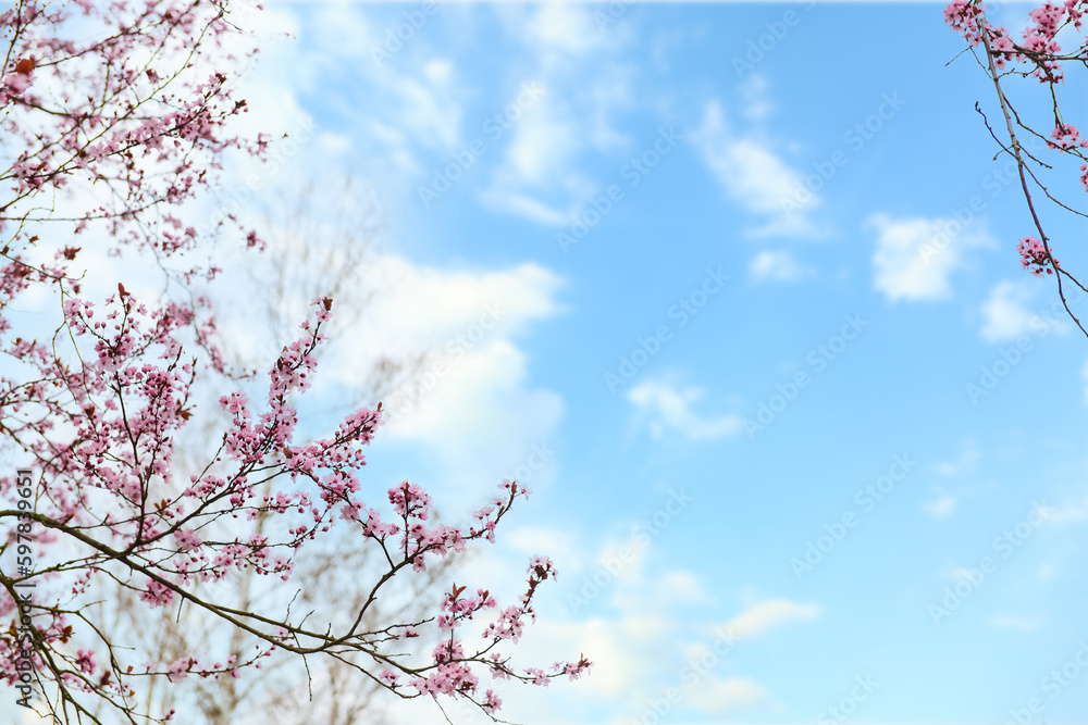 Tree branches with blooming pink flowers against sky background, closeup