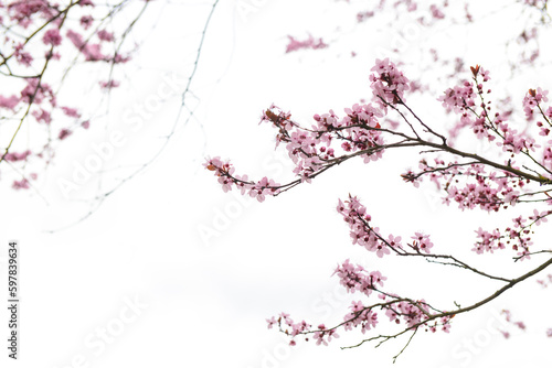Tree branches with blooming pink flowers against sky background, closeup © Pixel-Shot