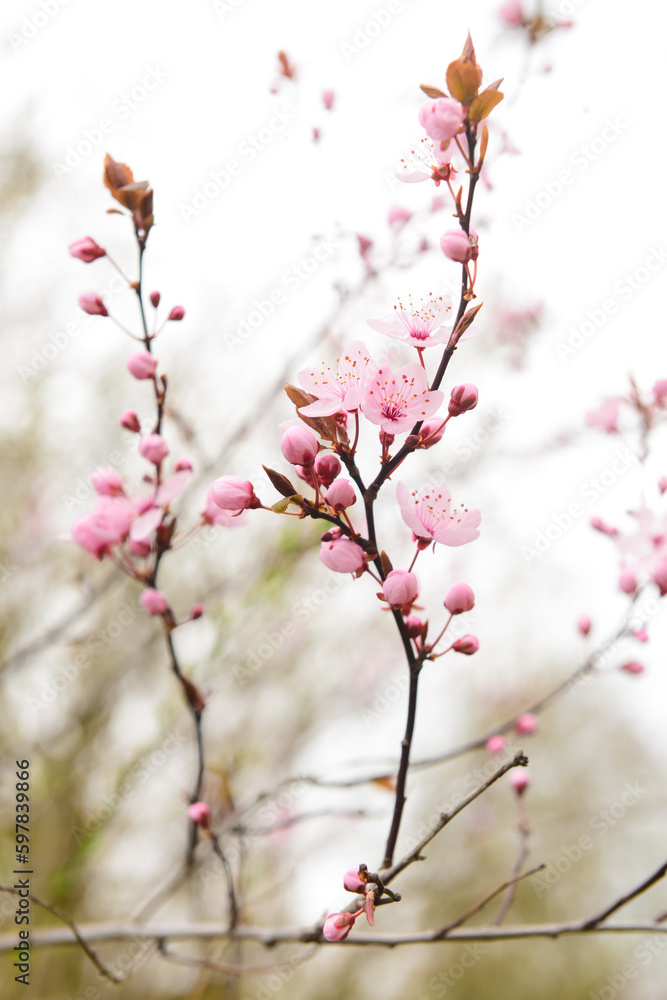 Blooming branches with pink flowers on street, closeup Blooming branches with pink flowers on street, closeup