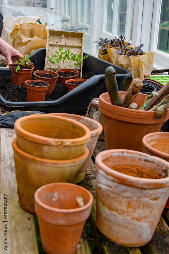 Tomato plant seedlings being transferred into growing on pots in the potting shed, Tomato plant seedlings being transferred into growing on pots in the potting shed,