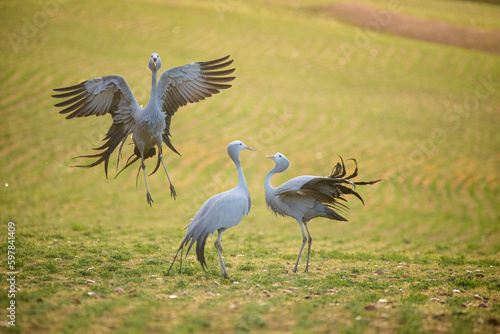 Blue Crane Birds in their Natural Habitat in South Africa © Dewald