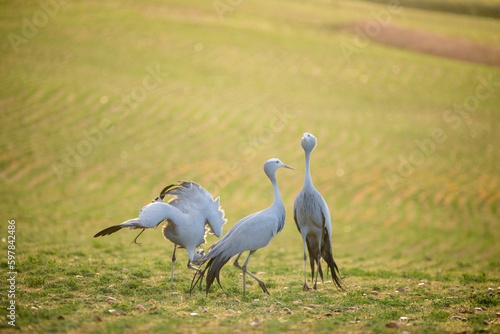 Blue Crane Birds in their Natural Habitat in South Africa photo