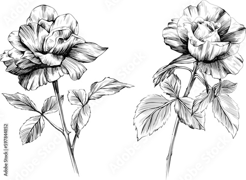 Rose flowers and leaves collection. Isolated hand drawn set.