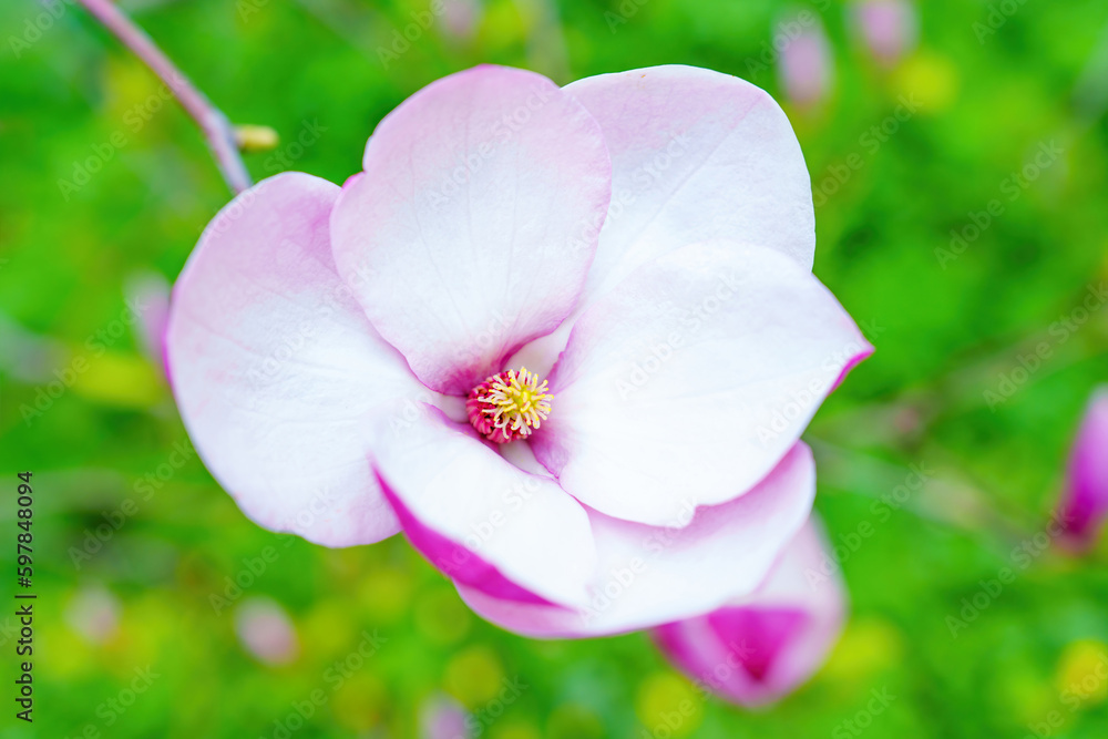 Inside View of a Blooming Pink Magnolia Flower in the Garden Inside View of a Blooming Pink Magnolia Flower in the Garden