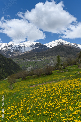 primavera montagne fiori gialli 