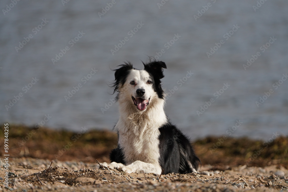 perro border collie parado en pradera argentina
perro border collie parado en pradera argentina