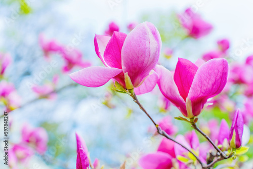 Pink Magnolia Flowers in Full Bloom