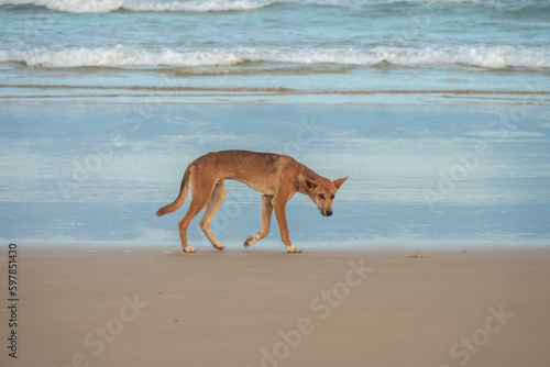 A wild pure bred dingo (Canis familiaris dingo) roaming the beaches of Fraser island (K'gari)  a World Heritage sand island in the Wide Bay–Burnett region, Queensland, Australia. © Luis