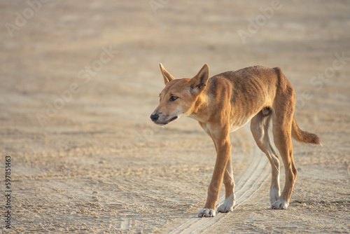 A wild pure bred dingo  Canis familiaris dingo  roaming the beaches of Fraser island  K gari   a World Heritage sand island in the Wide Bay   Burnett region  Queensland  Australia.