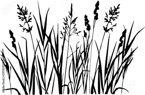 black graphic drawing silhouette of field herbs without background, isolated element