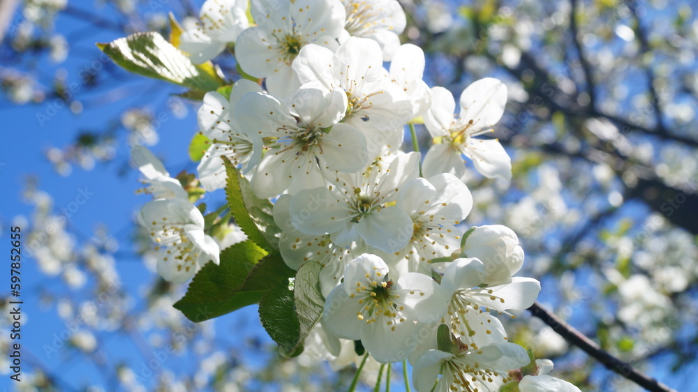 Fototapeta premium white cherry blossom