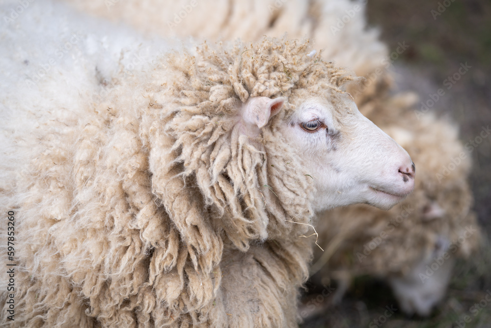 Portrait of a domestic sheep (Ovis aries). To Shear or Not to Shear? Portrait of a domestic sheep (Ovis aries). To Shear or Not to Shear?