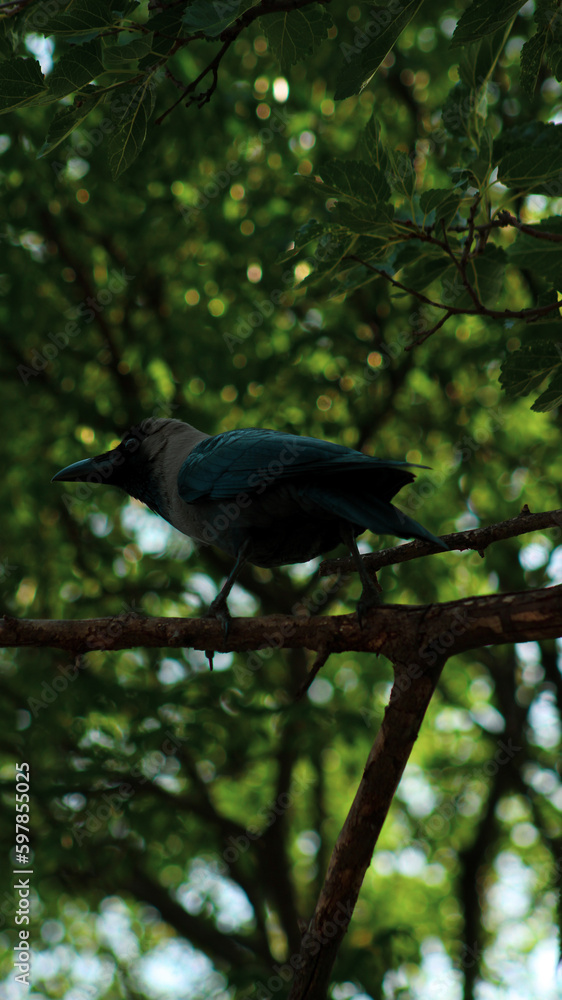 black crow sitting on a tree black crow sitting on a tree