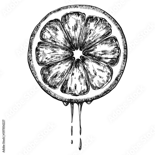 Lemon juice dripping ink sketch vintage illustration.