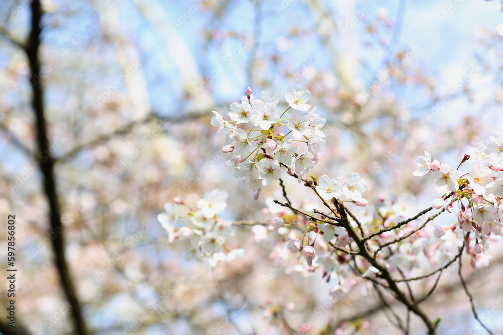 Blooming Sakura branches on spring day, closeup Blooming Sakura branches on spring day, closeup