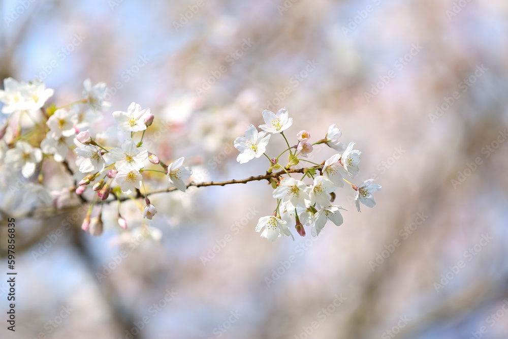 Blooming Sakura branch on spring day, closeup