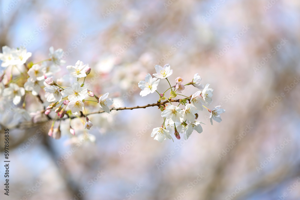 Blooming Sakura branch on spring day, closeup Blooming Sakura branch on spring day, closeup