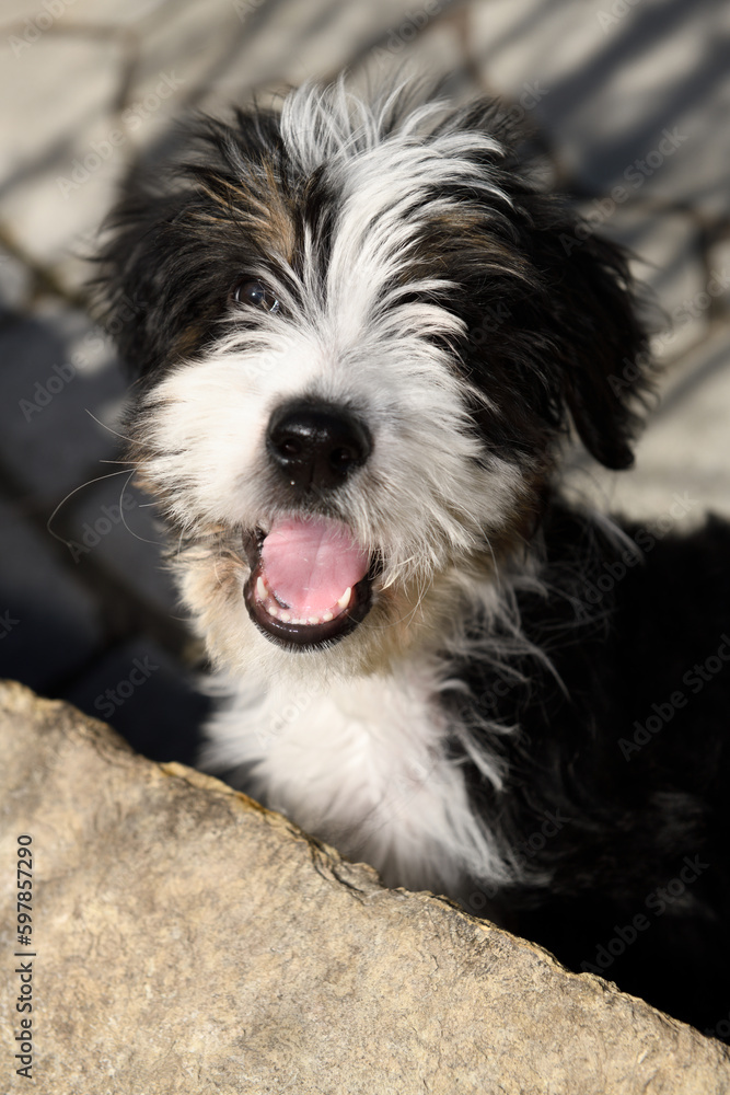 Three month old Bernedoodle puppy with mouth open looking to play a game Three month old Bernedoodle puppy with mouth open looking to play a game