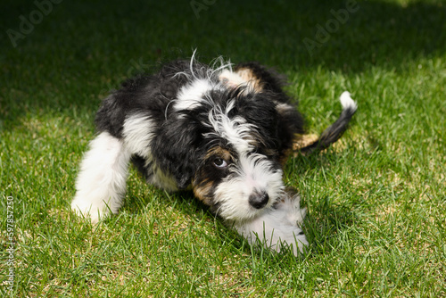 Three month old Bernedoodle puppy with hair loss and itchy skin scratching herself on a Spring lawn