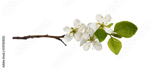 Fresh flowers and leaves of prunus tree isolated on white or transparent background