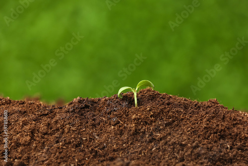 New life growth with tiny g...