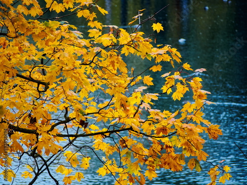 The colors of Golden autumn. Palaces and parks of the Leningrad region. 