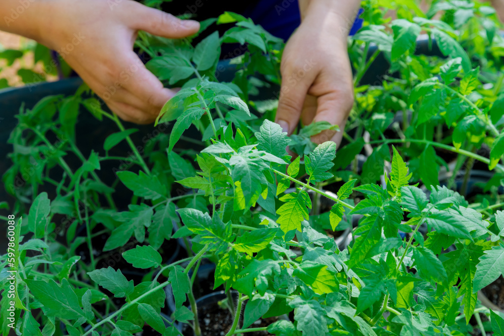 Seedlings of tomatoes that have been planted in seedling tray are ready to be transplanted into ground Seedlings of tomatoes that have been planted in seedling tray are ready to be transplanted into ground