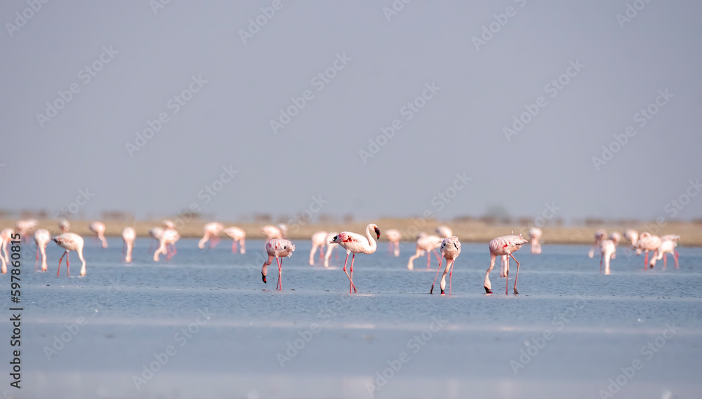 Naklejka premium A group of lesser flamingos feeding on plankton on salty waters of low tides inside Wild ass sanctuary
