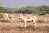 A group of wild ass grazing in the deserts of lesser rann of kutch inside Wild Ass Sanctuary during a safari inside the park