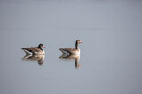 A pair of graylag goose swimming in a small water body inside Wild ass Sanctuary inside Gujarat