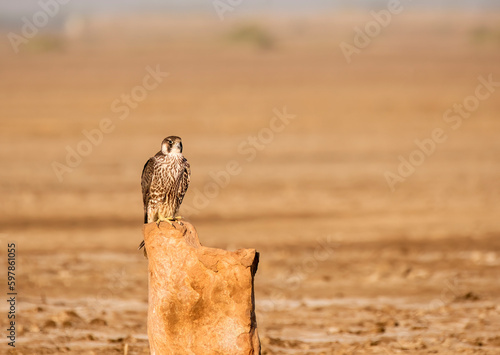A peregrine falcon perched on a small stone inside Wildass sanctuary in little rann of kutch in Gujarat during a safari inside the sanctuary