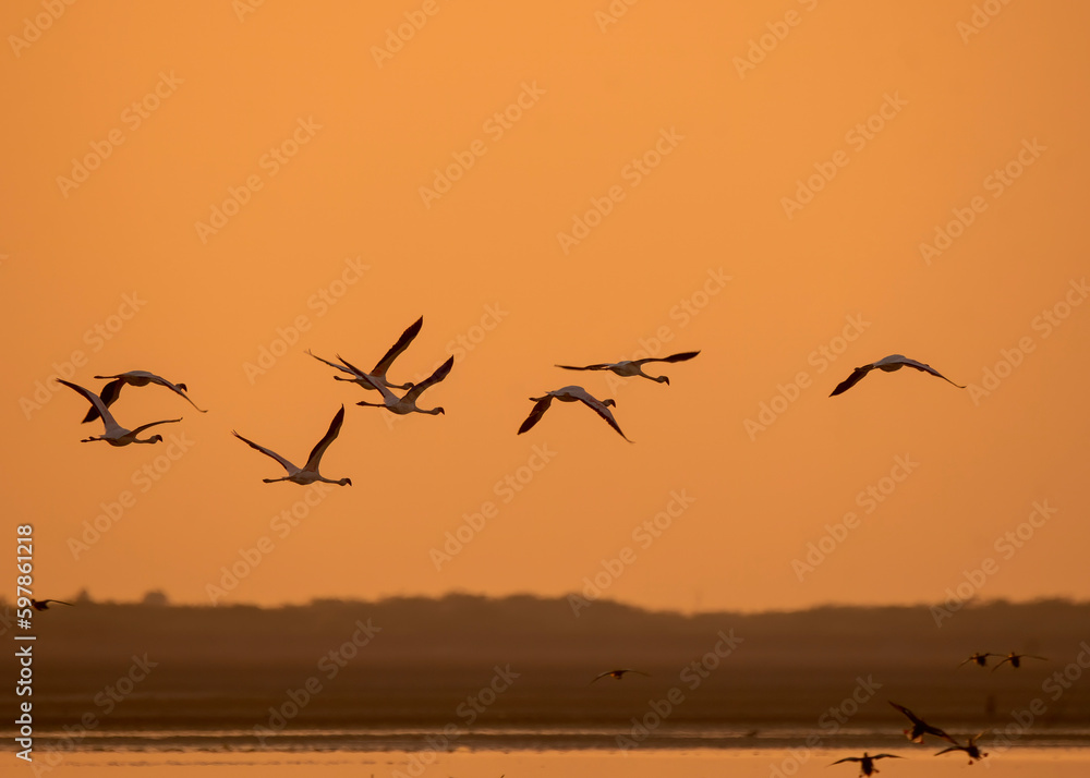 A group of Flamingos and pelicans flying against a beautiful colourful sky against setting sun inside Wild ass sanctuary in Gujarat A group of Flamingos and pelicans flying against a beautiful colourful sky against setting sun inside Wild ass sanctuary in Gujarat