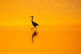 An egret wading through the water with a beautiful orange tint of the sunset inside wild ass sanctuary in Gujarat
