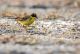 A western yellow wagtail wading through a marshy area inside wild ass sanctuary in lesser rann of kutch inside Gujarat