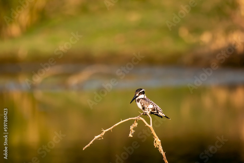 A pied kingfisher perched on a small twig very close to a water body and looking for fish in the water in Lesser rann of kutch