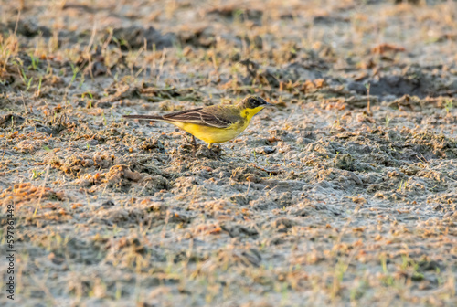 A western yellow wagtail wading through a marshy area inside wild ass sanctuary in lesser rann of kutch inside Gujarat