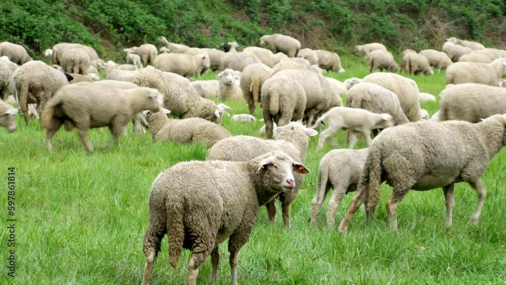 A flock of sheep is grazing in the meadow A flock of sheep is grazing in the meadow