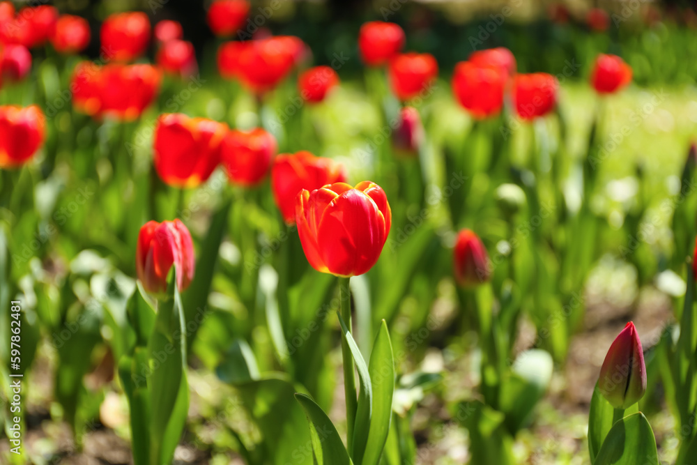 Beautiful red tulips on spring day, closeup Beautiful red tulips on spring day, closeup